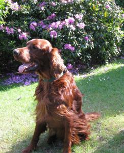 0925-norman_with_flowers_in_nl.jpg