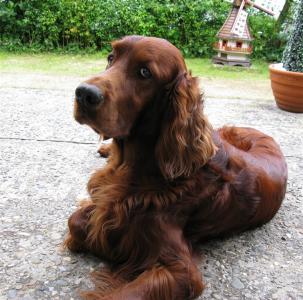 foto_7-_gartenportrait.jpg