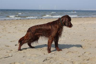 img_3073-sandig_am_meer.jpg