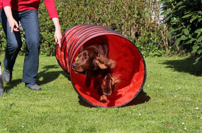 0-img_0196-norman_agility2.jpg