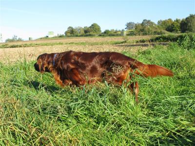 1395-suche_im_feld.jpg