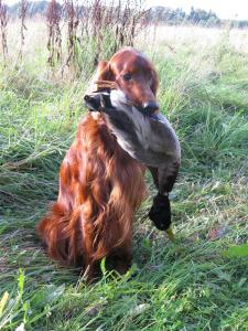 img_3114-ente_im_feld_bliesh.jpg
