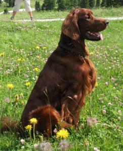 6114-portrait_auf_almwiese3a.jpg