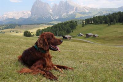 img_2106-norman_seiser_alm.jpg