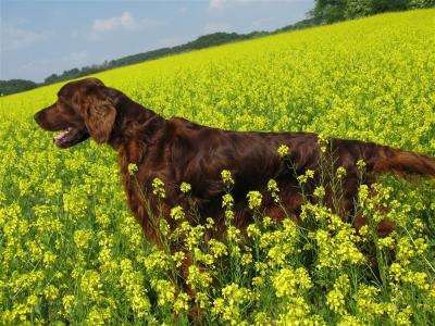 100-norman_in_yellow.jpg