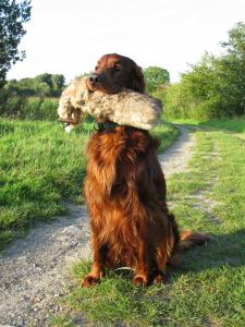 img_3059-hasendummy_im_feld.jpg