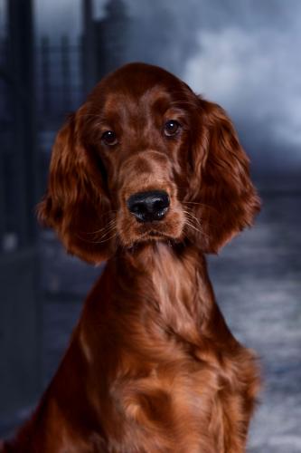 191023-4n-lilly_alija_auf_hund.jpg